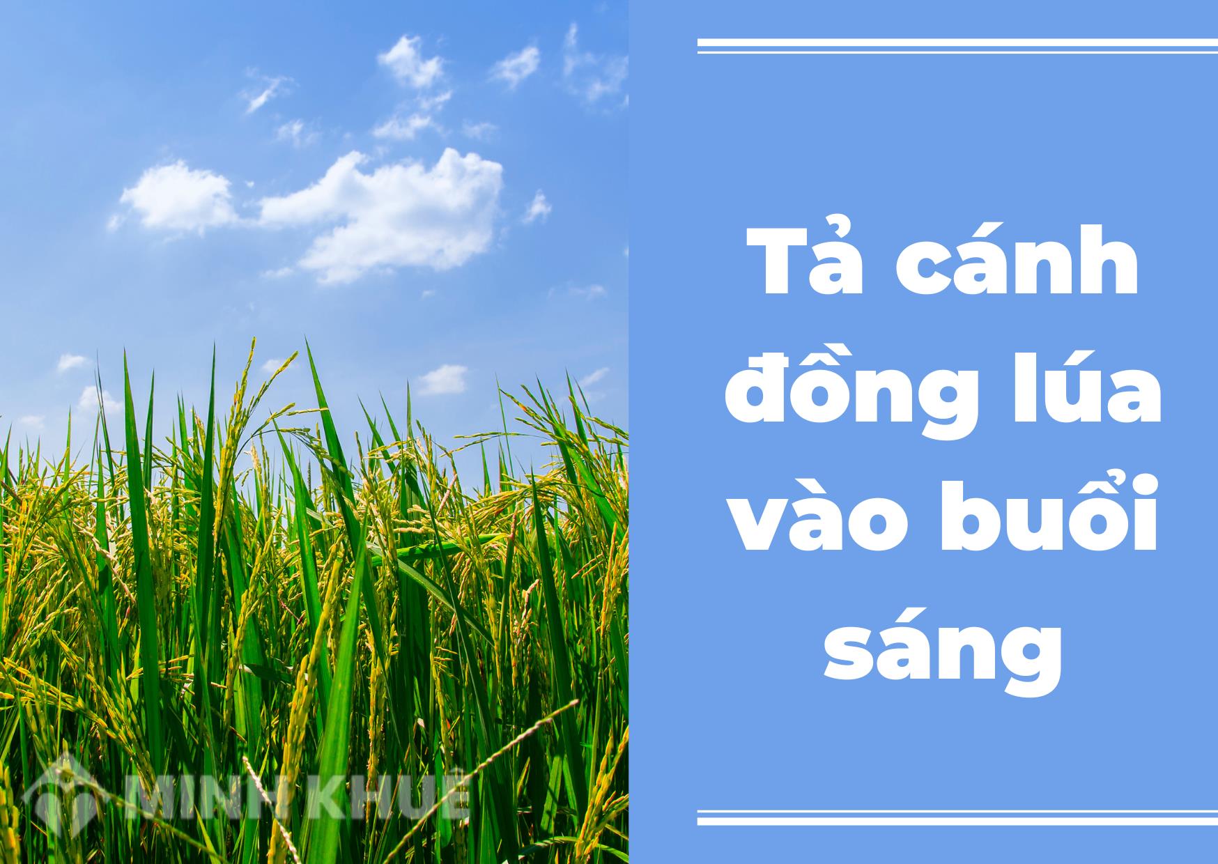 Tả Cánh Đồng Vào Buổi Sáng Ngắn Gọn Hay Nhất