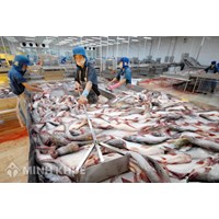 Thành lập công ty kinh doanh thủy sản, giống thủy sản