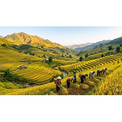 Tả khu ruộng bậc thang chọn lọc hay nhất