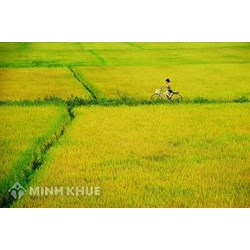 Mua đất bằng giấy viết tay có làm được sổ đỏ không?
