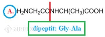 Đipeptit là gì? Đặc điểm và Ứng dụng Của Đipeptit