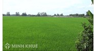Cán bộ công chức, viên chức có được mua đất nông nghiệp không?