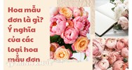 Hoa mẫu đơn là gì? Ý nghĩa của các loại hoa mẫu đơn