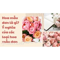 Hoa mẫu đơn là gì? Ý nghĩa của các loại hoa mẫu đơn