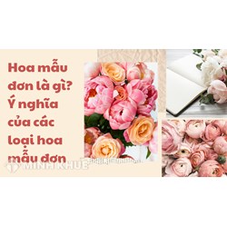 Hoa mẫu đơn là gì? Ý nghĩa của các loại hoa mẫu đơn