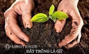 Đất trồng ảnh hưởng đến sự sinh trưởng và phát triển của cây trồng như thế nào?