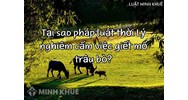 Tại sao pháp luật thời Lý nghiêm cấm việc giết mổ trâu bò?