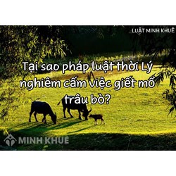Tại sao pháp luật thời Lý nghiêm cấm việc giết mổ trâu bò?