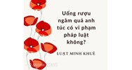 Uống rượu ngâm quả anh túc có vi phạm pháp luật không?