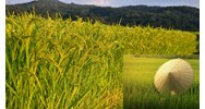 Cảm nhận về bài ca dao Đứng bên ni đồng ngó bên tê đồng hay nhất