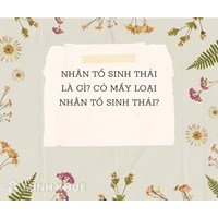 Nhân tố sinh thái là gì? Có mấy loại nhân tố sinh thái? Sinh học lớp 9