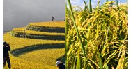 Bài văn tả cánh đồng lúa chín quê em chọn lọc hay nhất