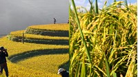 Bài văn tả cánh đồng lúa chín quê em chọn lọc hay nhất