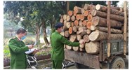 Tội vi phạm các quy định về quản lý rừng điều 233 Bộ luật hình sự
