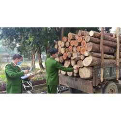 Tội vi phạm các quy định về quản lý rừng điều 233 Bộ luật hình sự