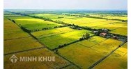 Thẩm quyền cho phép chuyển đổi mục đích sử dụng đất trồng lúa?