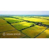 Thẩm quyền cho phép chuyển đổi mục đích sử dụng đất trồng lúa?