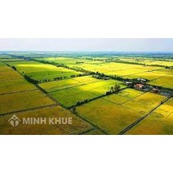 Thẩm quyền cho phép chuyển đổi mục đích sử dụng đất trồng lúa?