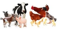 Công nghệ 7 Dự án 2: Kế hoạch nuôi dưỡng, chăm sóc vật nuôi trong gia đình