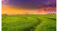 Đất trồng lúa là gì? Quy định về đất trồng lúa