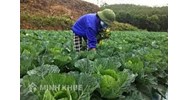 Đất trồng cây hàng năm khác là gì? Có chuyển đổi được không?
