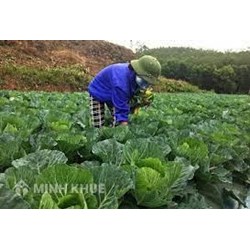 Đất trồng cây hàng năm khác là gì? Có chuyển đổi được không?