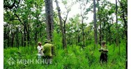 Đất rừng đặc dụng là gì? Có được chuyển đổi đất rừng đặc dụng?