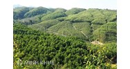 Đất rừng sản xuất có làm trang trại được không?