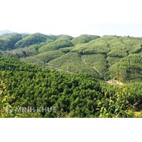 Đất rừng sản xuất có làm trang trại được không?