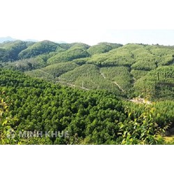 Đất rừng sản xuất có làm trang trại được không?