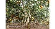 Lệ phí chuyển đổi đất trồng cây lâu năm sang đất ở tính thế nào?