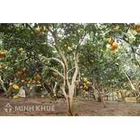 Lệ phí chuyển đổi đất trồng cây lâu năm sang đất ở tính thế nào?