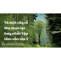 Tả một cây cổ thụ chọn lọc hay nhất Tập làm văn lớp 5