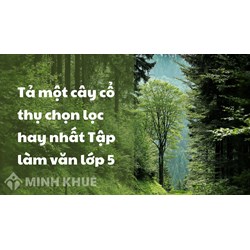 Tả một cây cổ thụ chọn lọc hay nhất Tập làm văn lớp 5
