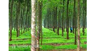 Thời hạn sử dụng đất trồng cây lâu năm là bao lâu?
