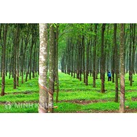 Thời hạn sử dụng đất trồng cây lâu năm là bao lâu?