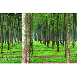 Thời hạn sử dụng đất trồng cây lâu năm là bao lâu?