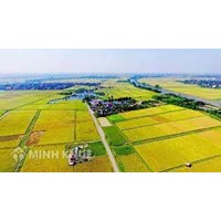 Mẫu đơn xác nhận hộ gia đình trực tiếp sản xuất nông nghiệp mới