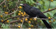 Phân tích tâm trạng người chiến sĩ cách mạng trong bài thơ Khi con tu hú