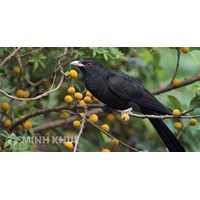 Phân tích tâm trạng người chiến sĩ cách mạng trong bài thơ Khi con tu hú