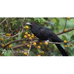 Phân tích tâm trạng người chiến sĩ cách mạng trong bài thơ Khi con tu hú