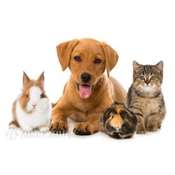 Ý kiến về vấn đề nên có vật nuôi trong nhà hay nhất Văn mẫu lớp 6