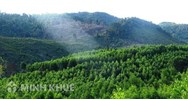 Phân tích tác phẩm Rừng xà nu của Nguyễn Trung Thành hay nhất