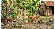 Tả con gà mái nhà em chọn lọc hay nhất Tập làm văn lớp 4