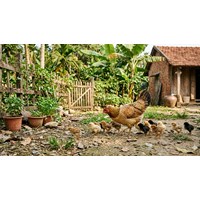 Tả con gà mái nhà em chọn lọc hay nhất Tập làm văn lớp 4
