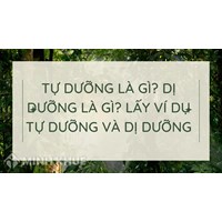 Tự dưỡng là gì? Dị dưỡng là gì? Lấy ví dụ tự dưỡng và dị dưỡng