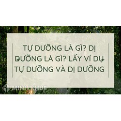Tự dưỡng là gì? Dị dưỡng là gì? Lấy ví dụ tự dưỡng và dị dưỡng