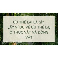 Ưu thế lai là gì? Lấy ví dụ về ưu thế lai ở thực vật và động vật