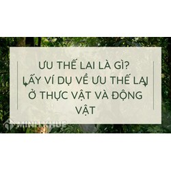 Ưu thế lai là gì? Lấy ví dụ về ưu thế lai ở thực vật và động vật