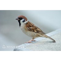 Soạn bài Con sẻ Tiếng Việt 4 ngắn gọn, đầy đủ nhất